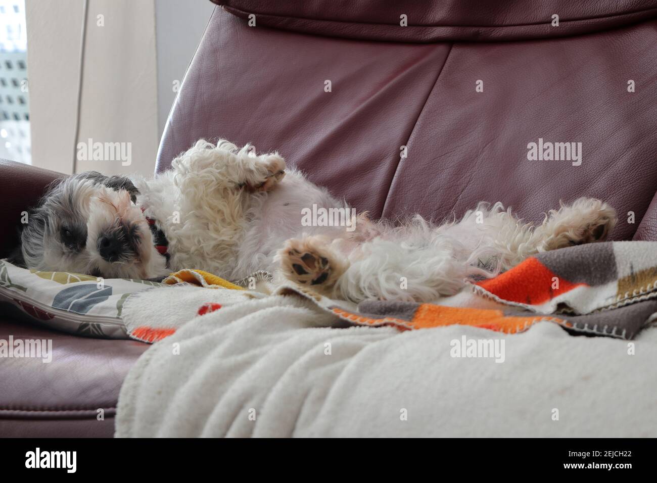 chilling cane su un divano Foto Stock