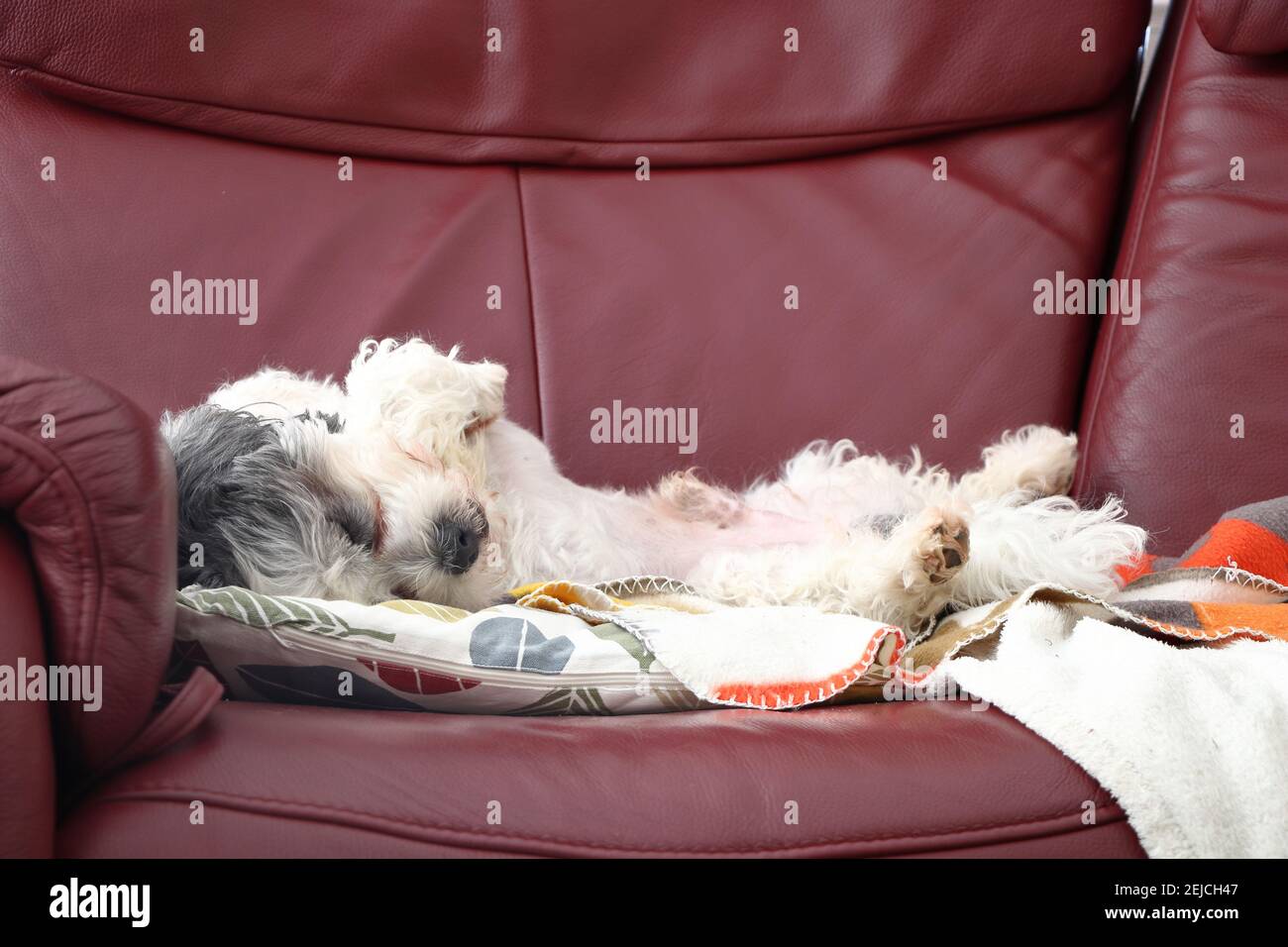 chilling cane su un divano Foto Stock