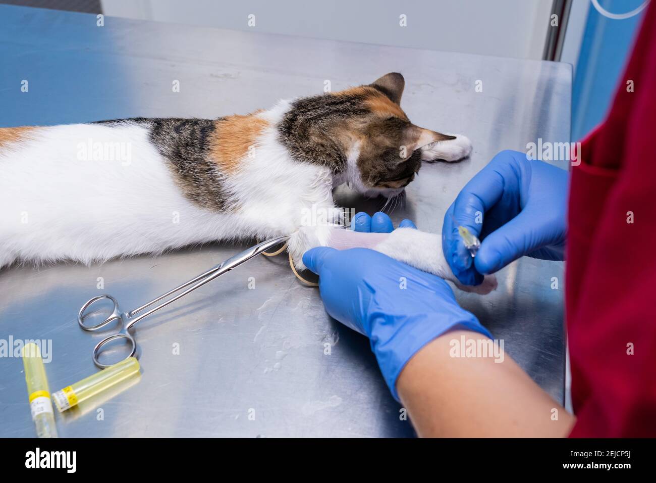 Veterinario con guanti in nitrile che posiziona un catetere endovenoso in un gatto sedato prima dell'intervento chirurgico Foto Stock