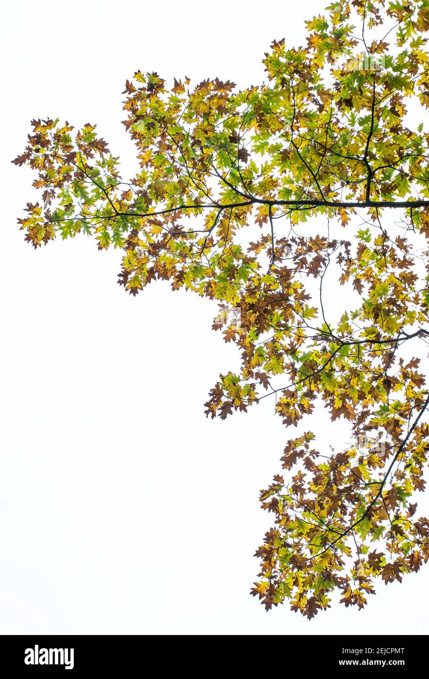 Pin Oak Turning color (Quercus palustris), Autunno, Stati Uniti orientali, di Bruce Montagne/Dembinsky Photo Assoc Foto Stock
