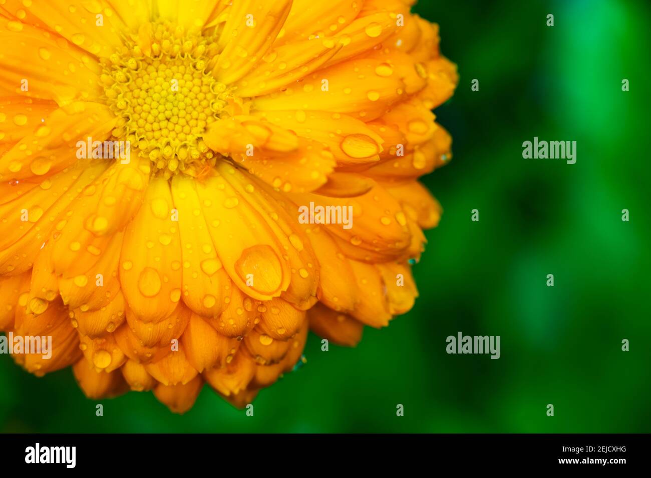Fiore giallo con petali bagnati su sfondo verde. Giardinaggio. Fiore di Marigold. Foto Stock