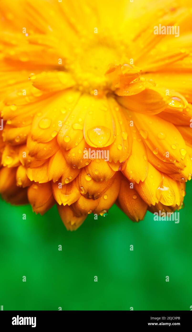 Fiore giallo con petali bagnati primo piano. Giardino di fondo. Marigold. Foto Stock