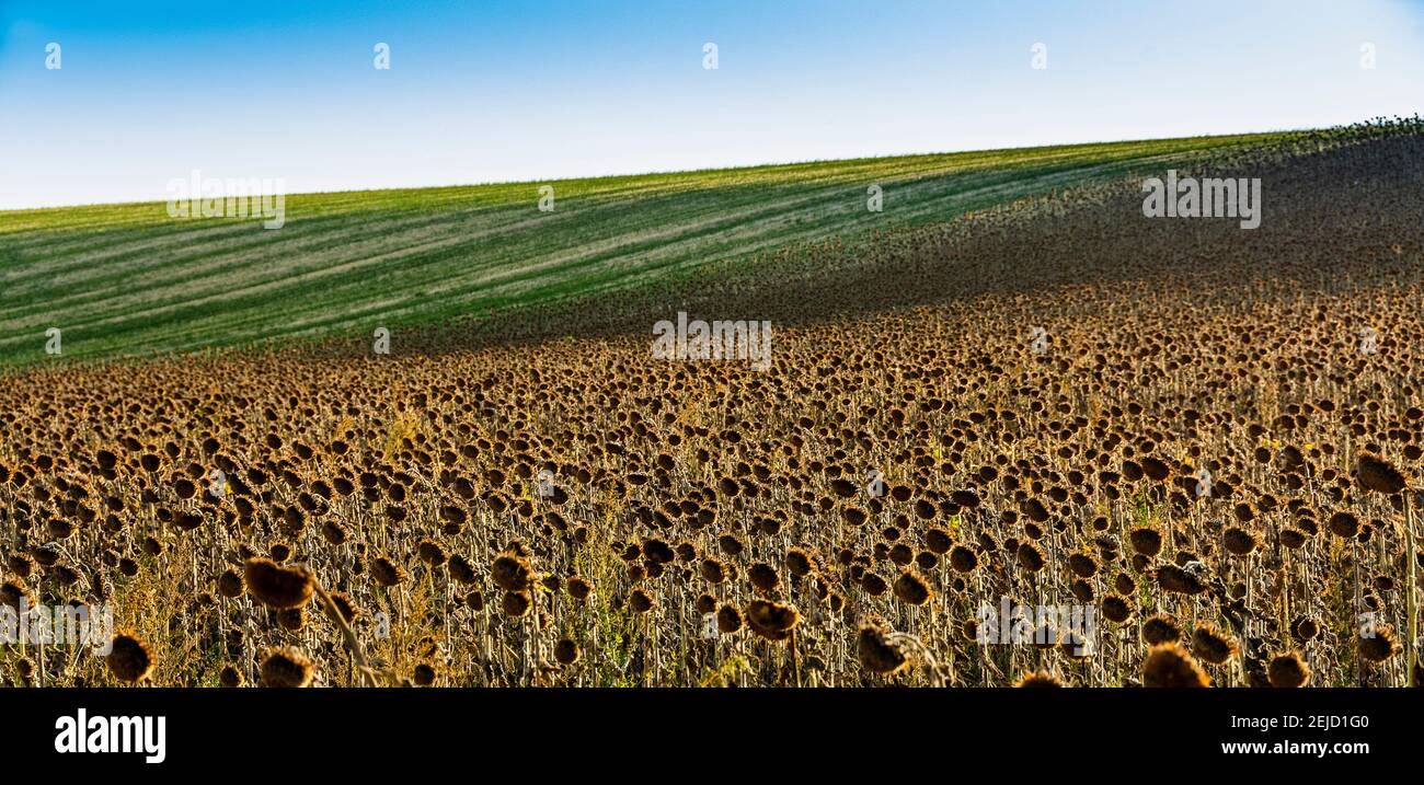 Campo di girasoli sbiaditi, Depatment Puy de Dome, Auvergne-Rhone-Alpes, Francia Foto Stock