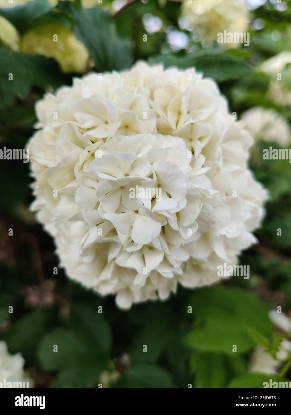 Primo piano di bellissimi fiori bianchi di guelder-rosa Foto Stock