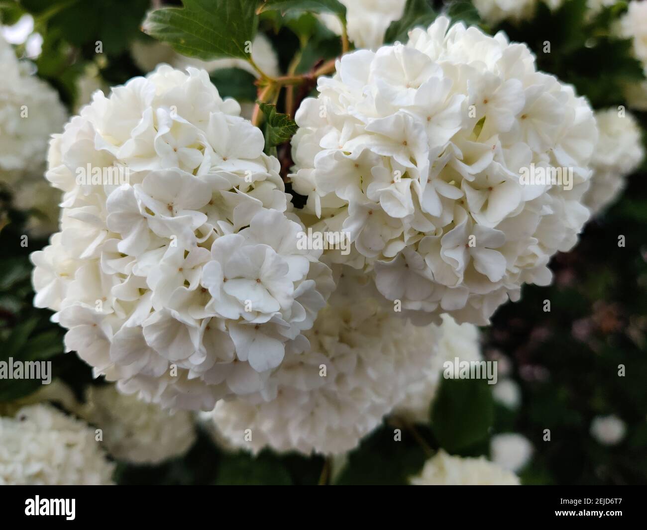 Primo piano di bellissimi fiori bianchi di guelder-rosa Foto Stock