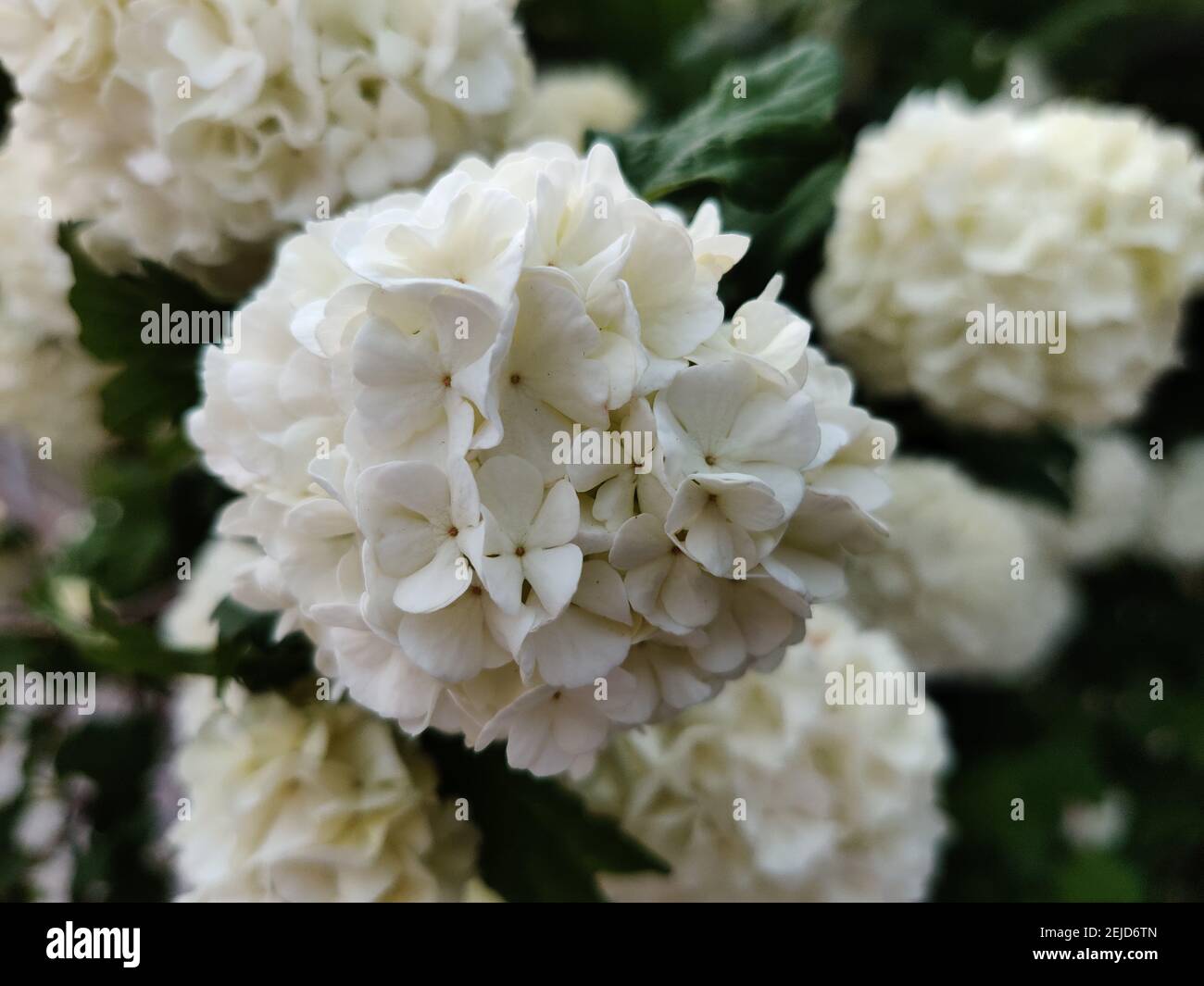 Primo piano di bellissimi fiori bianchi di guelder-rosa Foto Stock