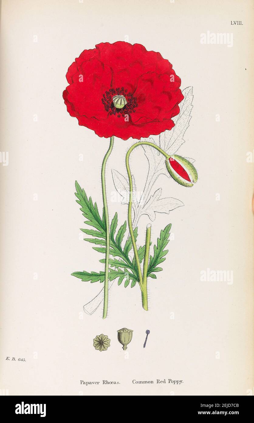 Inglese Botanica. Museo: COLLEZIONE PRIVATA. Autore: James Sowerby. Foto Stock