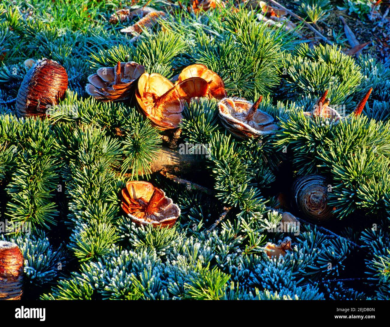 coni smerigliati Foto Stock