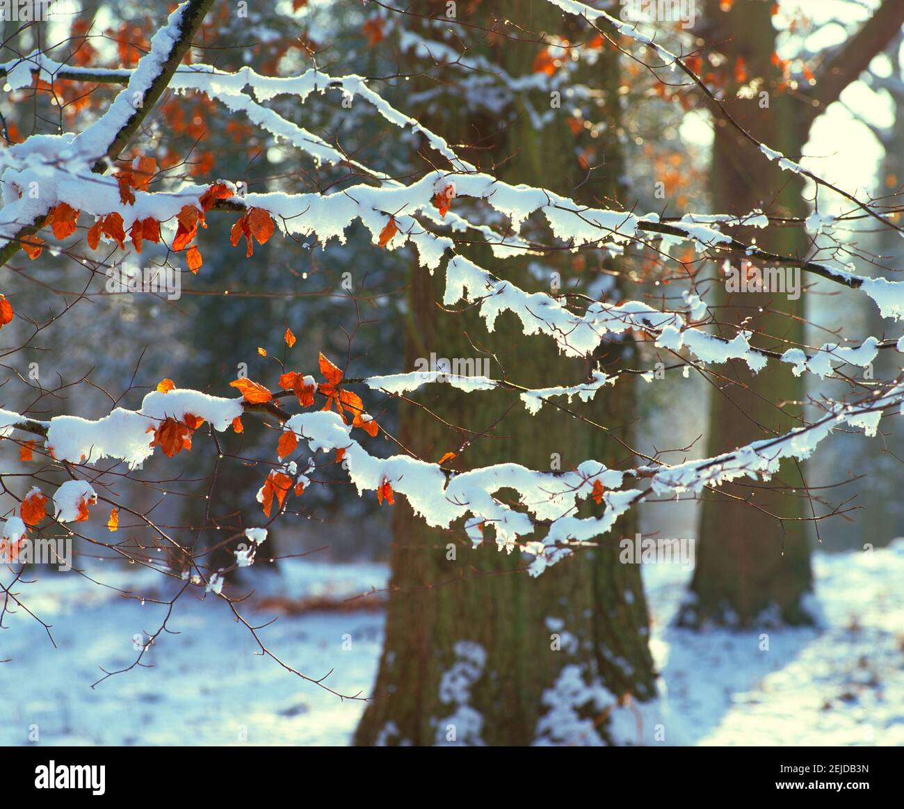bosco, neve scena, Foto Stock