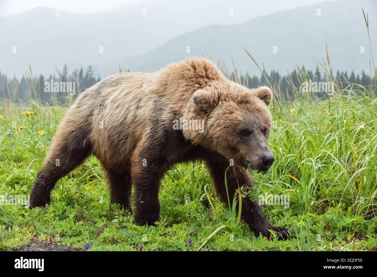 Foto ravvicinata di un orso bruno selvaggio nel suo habitat naturale. Parco nazionale del lago Clark, Alaska. Foto Stock