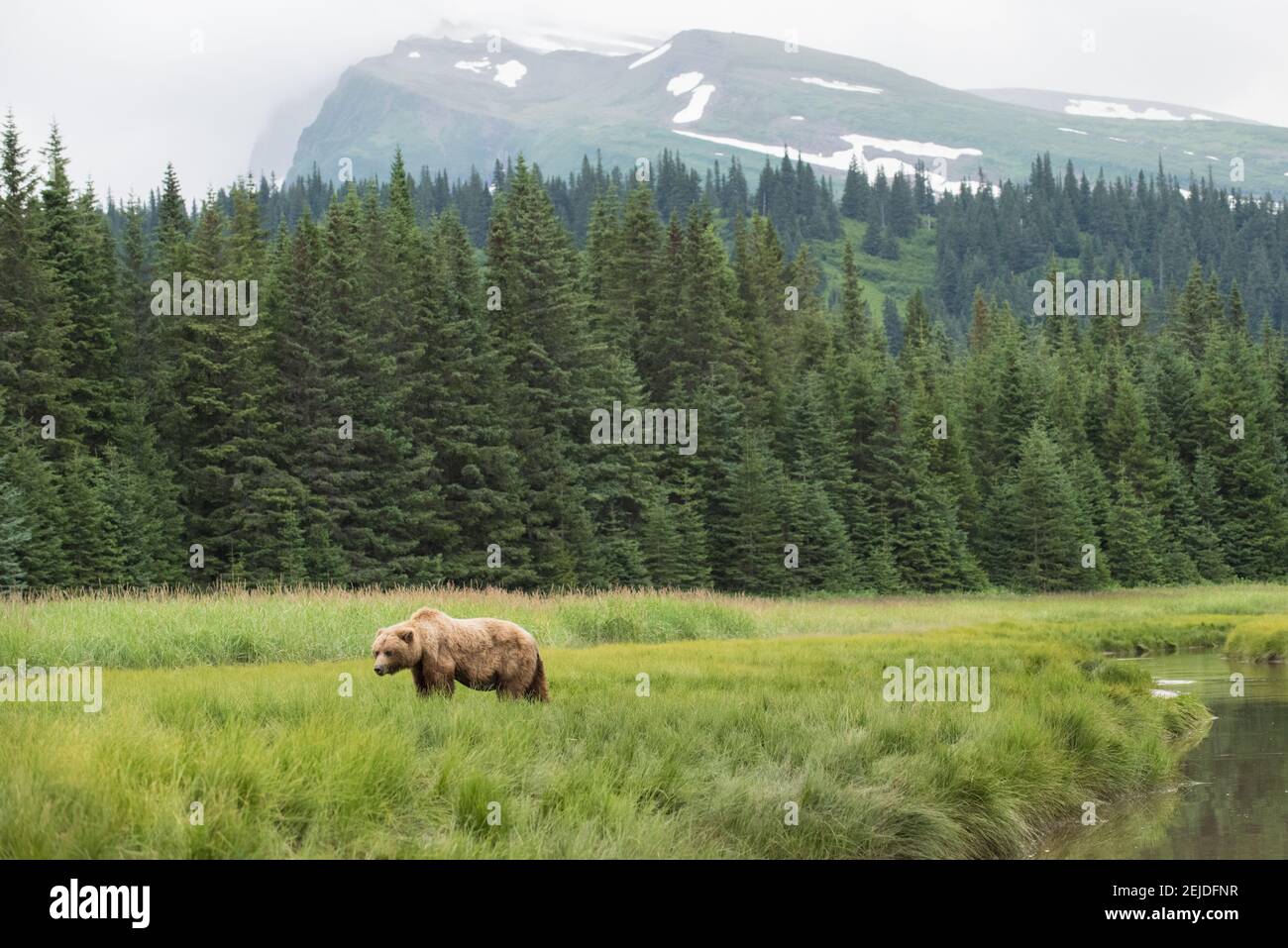 Pascolo costiero di orso bruno in un campo con la foresta e le montagne dietro di lei, nel Parco Nazionale del Lago Clark, Alaska. Foto Stock