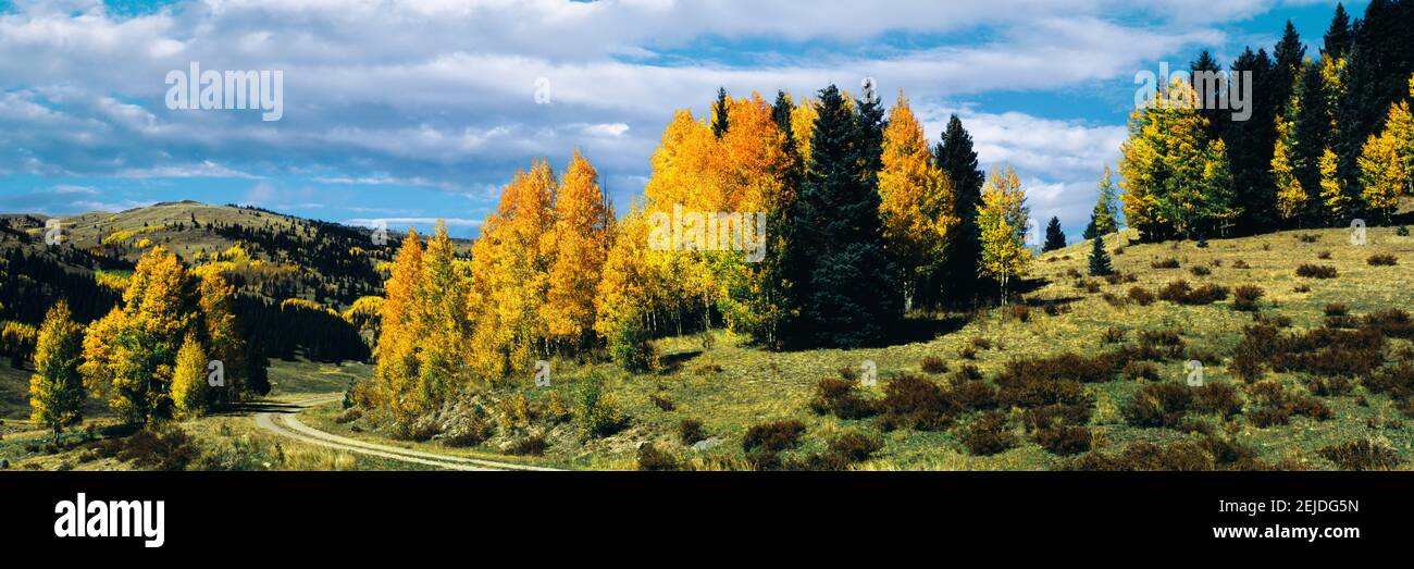 Strada che passa attraverso Aspen boschetto e conifere, Cumbres Pass, San Juan Mountains, Chama, Rio Arriba County, Nuovo Messico, Stati Uniti Foto Stock