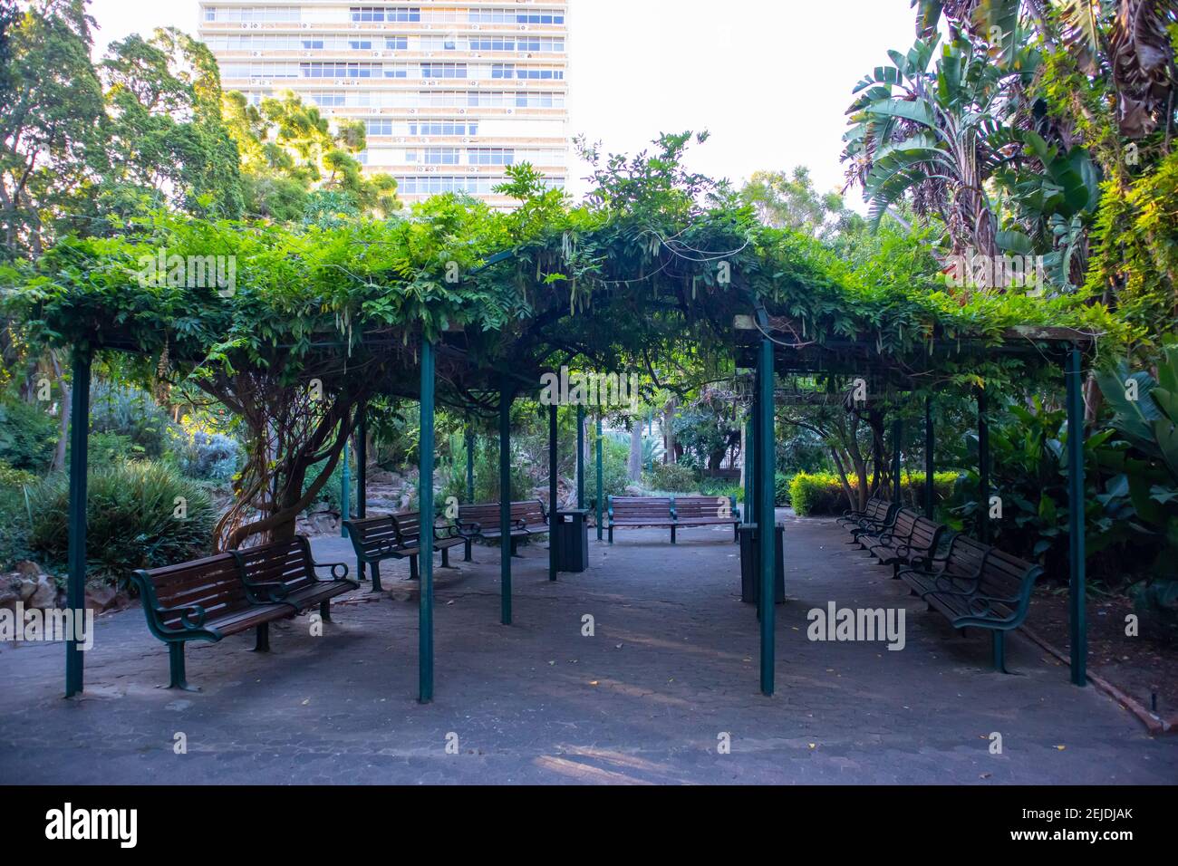 Giardini- Città del Capo, Sud Africa - 19-02-2021 panchine di legno dipinte di verde scuro, sotto una veranda coperta di piante nei Giardini di Città del Capo. Foto Stock