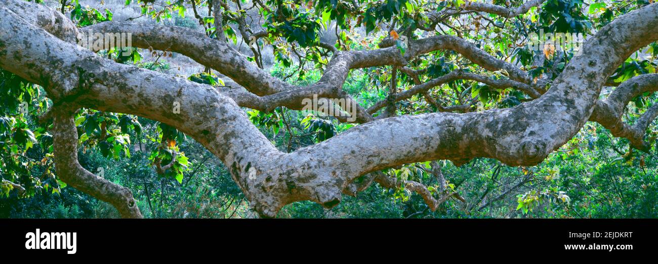 Dettaglio dell'albero di Sycamore in una foresta, Point Mugu state Park, California, USA Foto Stock