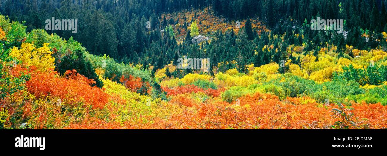 Vista elevata degli alberi autunnali, Cascade Canyon, Grand Teton National Park, Wyoming, Stati Uniti Foto Stock