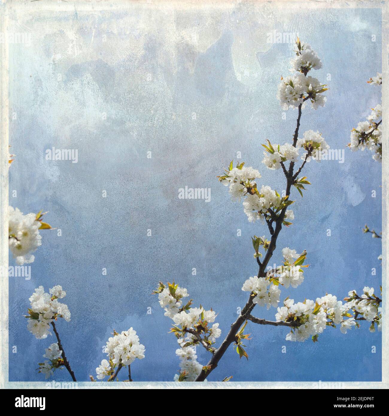 Fiori bianchi in fiore contro un cielo azzurro limpido in primavera che mostra la bellezza della natura e i colori vivaci Foto Stock