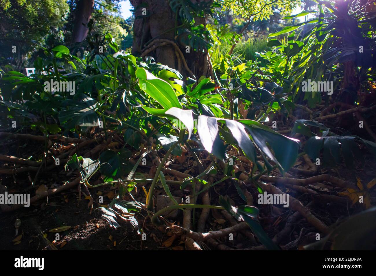 Giardini- Città del Capo, Sud Africa - 19-02-2021 Tramonto che si illumina di una grande pianta verde che cresce all'ombra nei Giardini di Città del Capo. Foto Stock