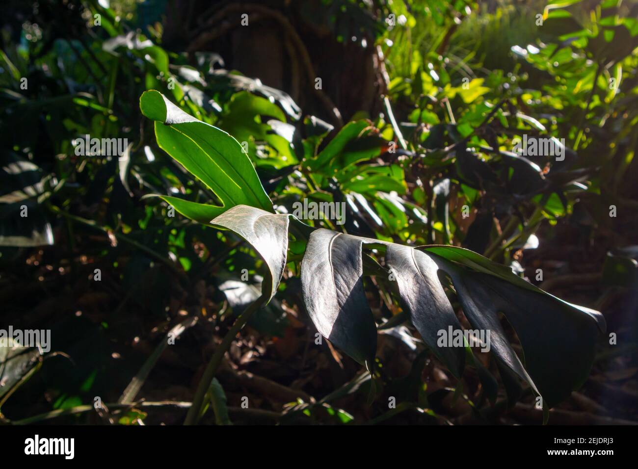 Giardini- Città del Capo, Sud Africa - 19-02-2021 Tramonto che si illumina di una grande pianta verde che cresce all'ombra nei Giardini di Città del Capo. Foto Stock