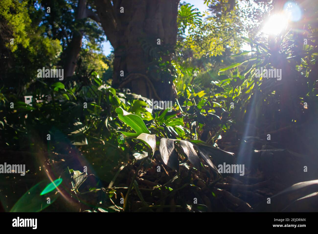 Giardini- Città del Capo, Sud Africa - 19-02-2021 Tramonto che si illumina di una grande pianta verde che cresce all'ombra nei Giardini di Città del Capo. Foto Stock