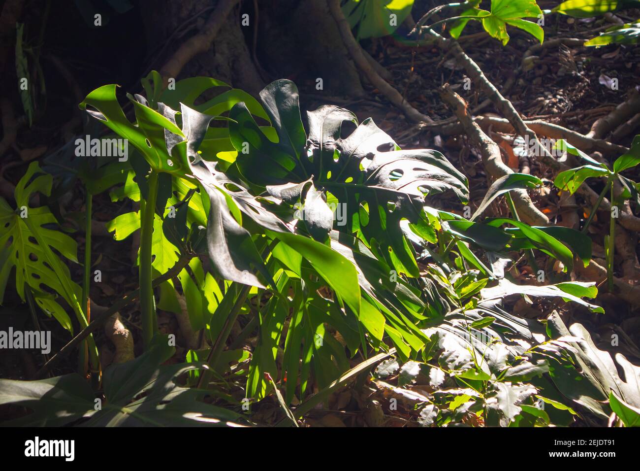 Giardini- Città del Capo, Sud Africa - 19-02-2021 Tramonto che si illumina di una grande pianta verde che cresce all'ombra nei Giardini di Città del Capo. Foto Stock