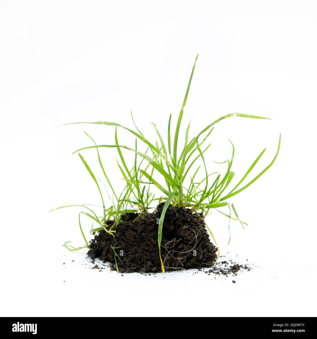 L'erba cresce dal suolo ricco, mostrando la resilienza e la bellezza della natura in un ambiente minimalista Foto Stock