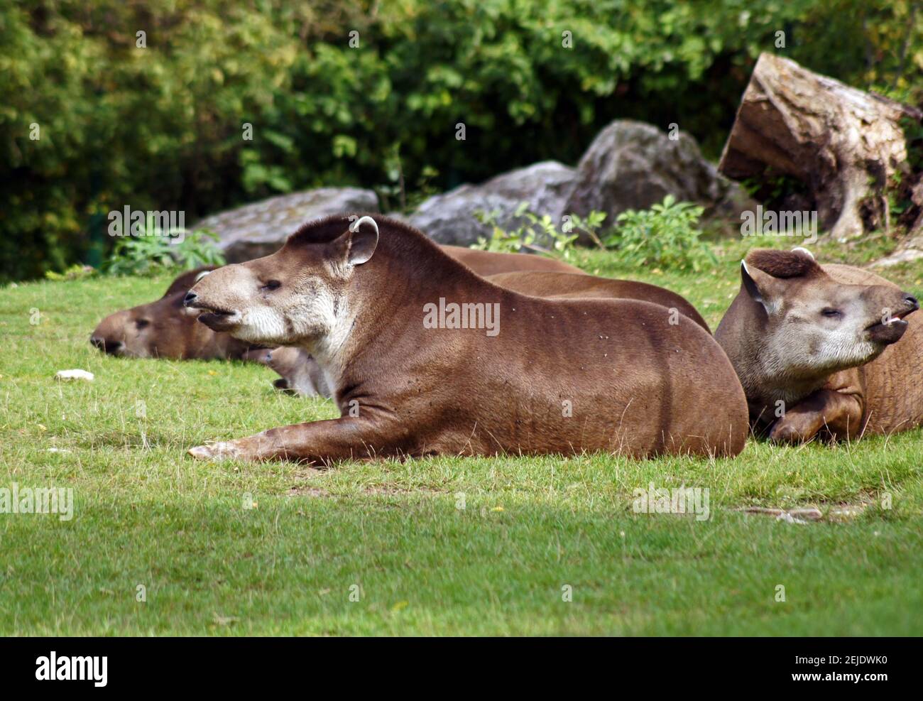 Mandria di tapiri Foto Stock