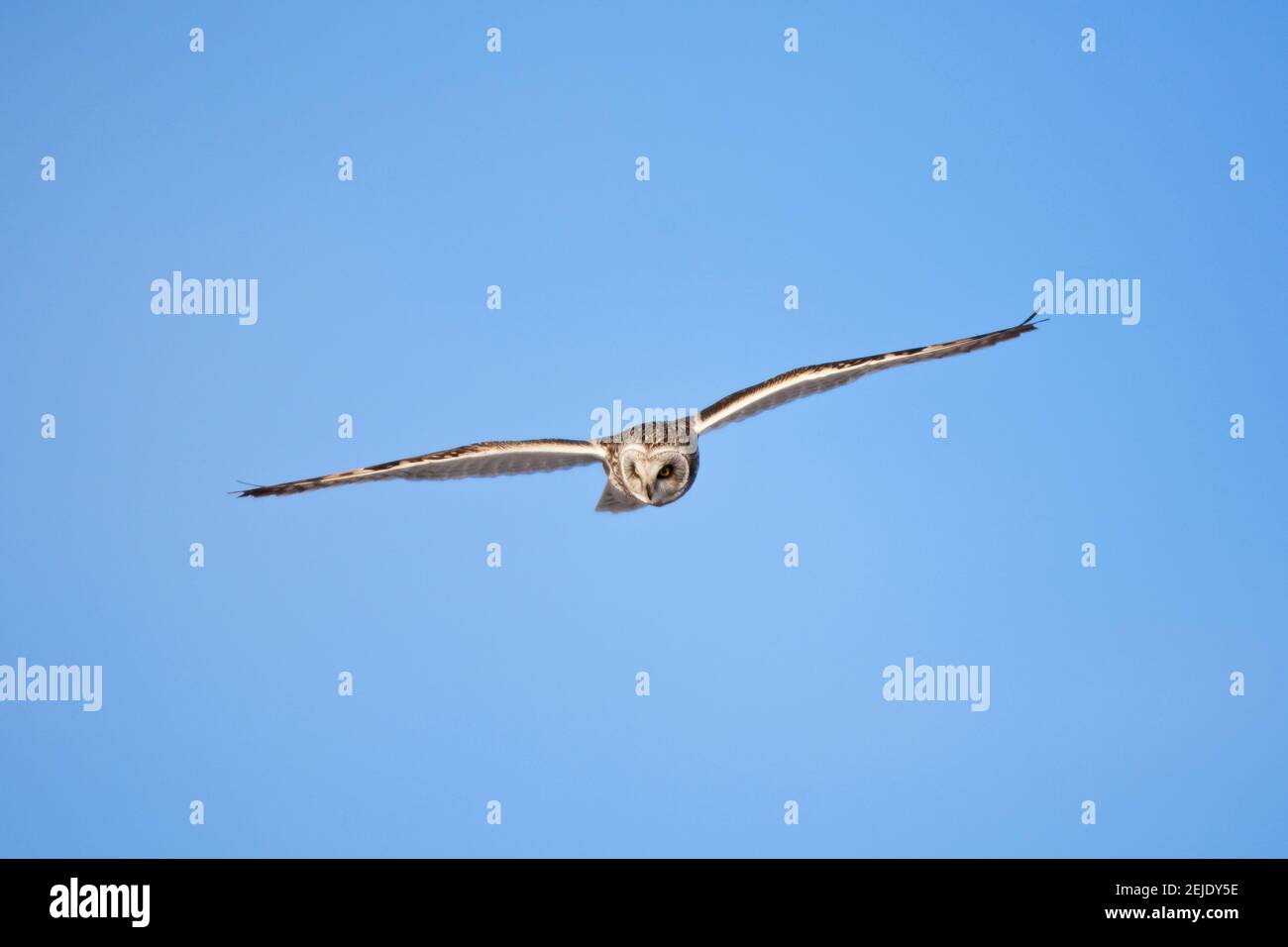 Gufo a corto-orecchie (Asio flammeus) in volo, Prairie Ridge state Natural Area, Marion County, Illinois, USA Foto Stock