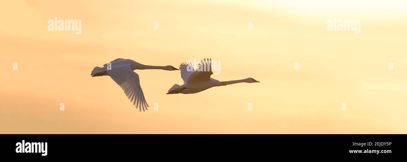 Trombettiere Swans in volo al tramonto, Riverlands Migratory Bird Sanctuary, West Alton, St. Charles County, Missouri, USA Foto Stock