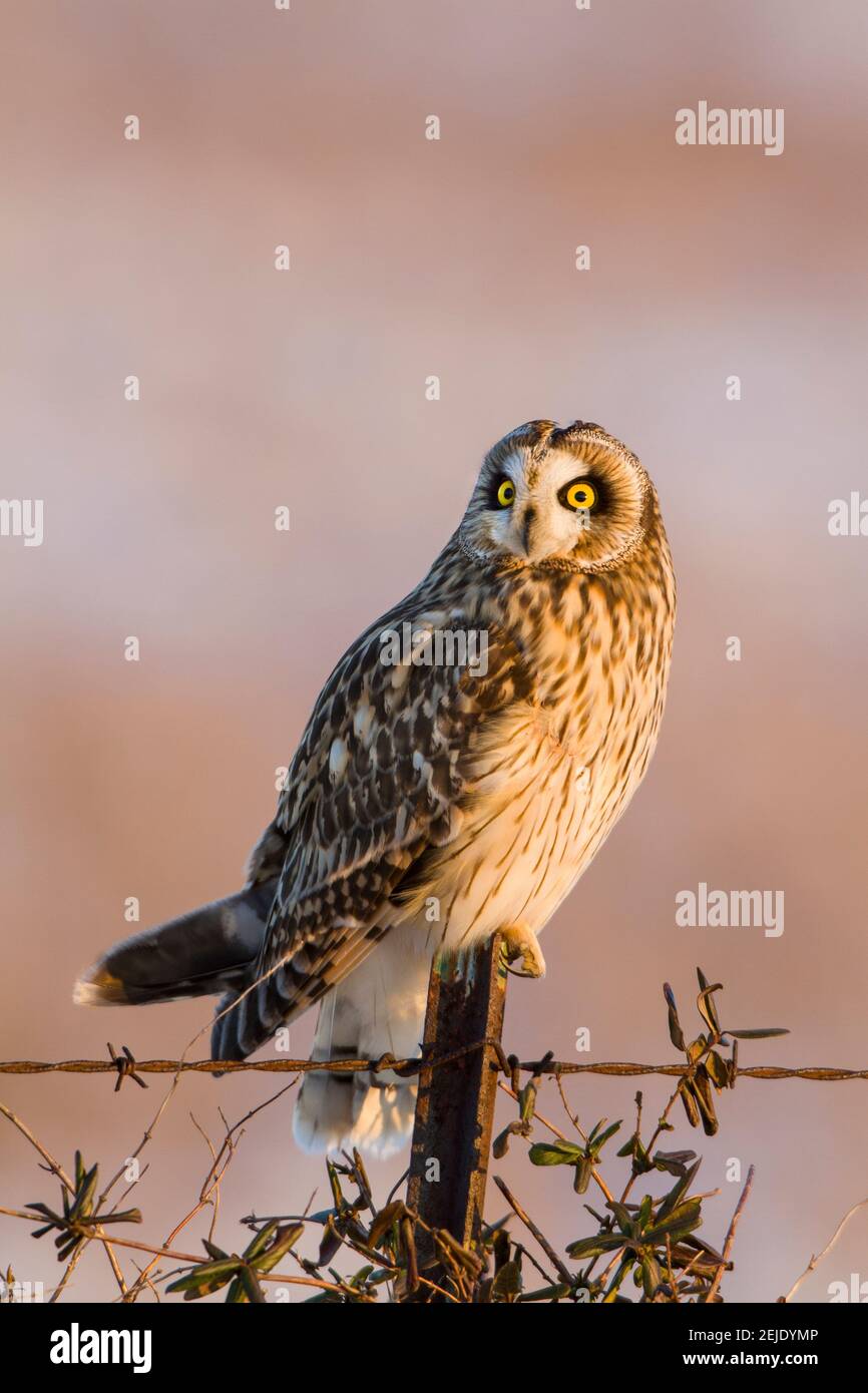 Owl a corto-arato (Asio flammeus) che perching su palo di recinzione, Prairie Ridge state Natural Area, Marion County, Illinois, USA Foto Stock