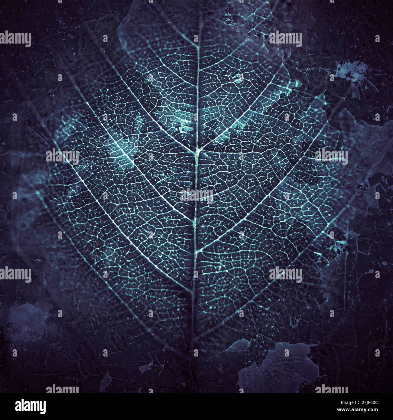 Foglia testurizzata che mostra intricati motivi venosi su uno sfondo scuro in un'accattivante composizione naturale Foto Stock