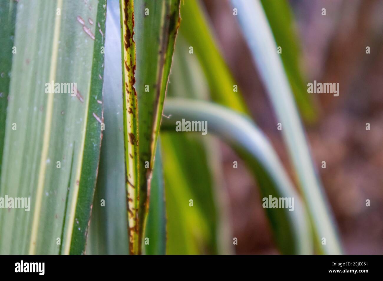 Giardini- Città del Capo, Sud Africa - 19-02-2021 scatto creativo di foglie di palma svincolate nei Giardini di Città del Capo. Foto Stock