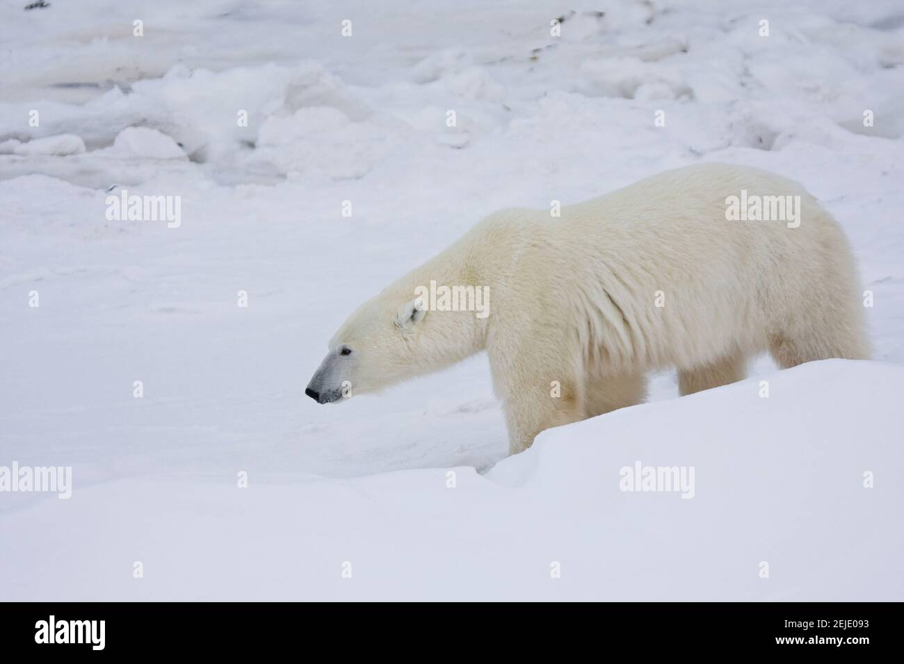 Orso polare (Ursus maritimus) che cammina nella neve, Churchill Wildlife Management Area, Churchill, Manitoba, Canada Foto Stock