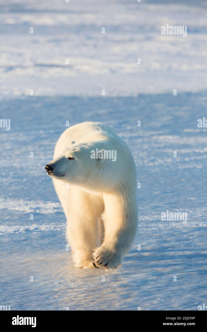 Orso polare (Ursus maritimus) che cammina nella neve, Churchill Wildlife Management Area, Churchill, Manitoba, Canada Foto Stock