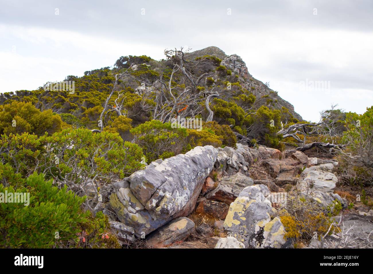 Cape Point- Città del Capo, Sud Africa - 19-02-2021 cespugli vibranti e la vegetazione di Cape Point. Rocce in primo piano. Montagna e cielo sullo sfondo. Foto Stock
