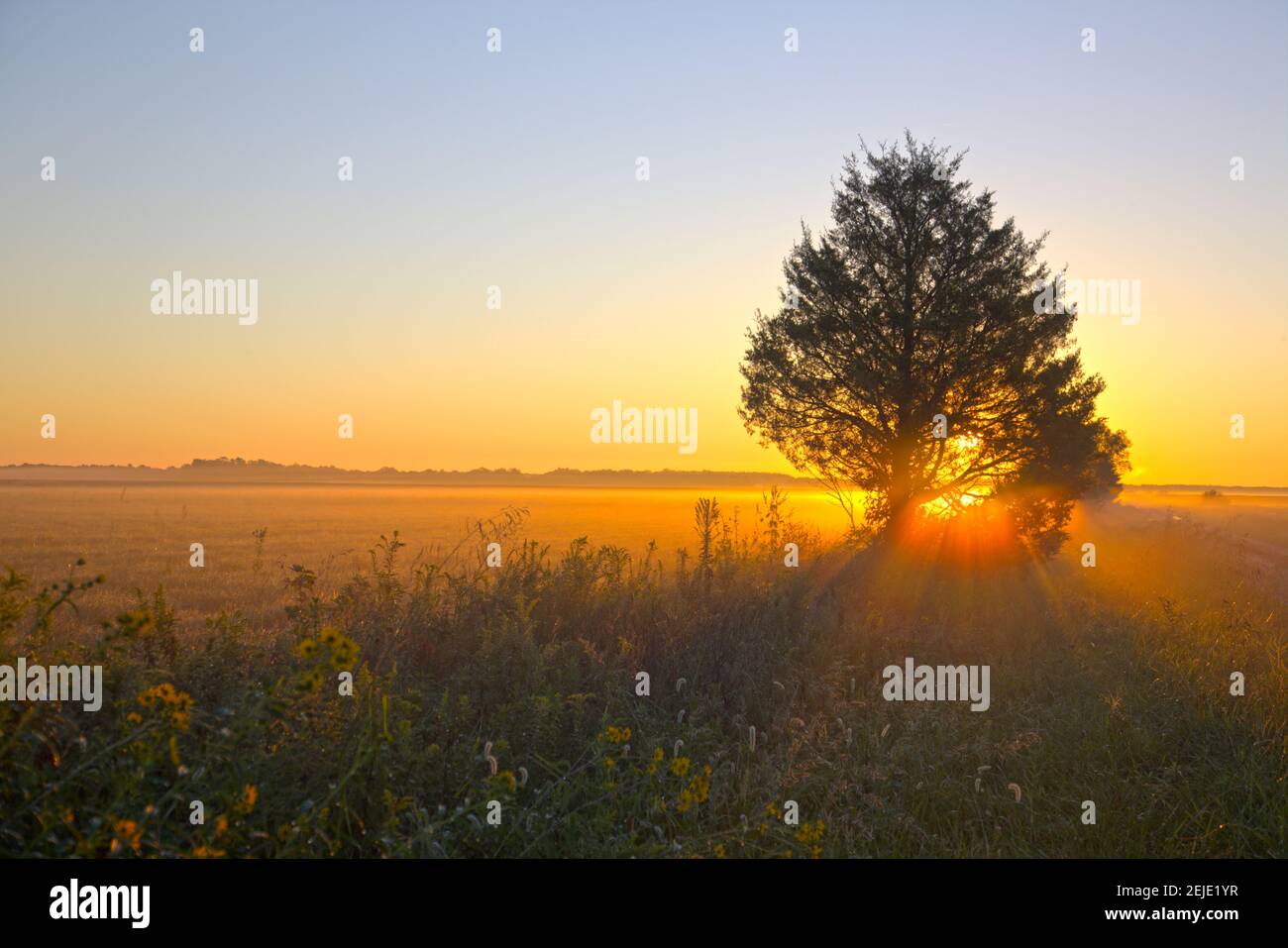 Albero e fiori selvatici in campo all'alba, Prairie Ridge state Natural Area, Marion County, Illinois, USA Foto Stock