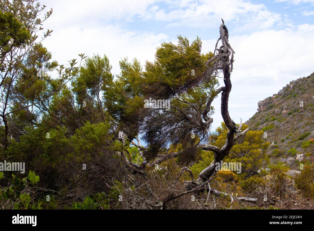 Cape Point- Città del Capo, Sud Africa - 19-02-2021 cespugli vibranti e la vegetazione di Cape Point. Albero e ramo in primo piano. Foto Stock