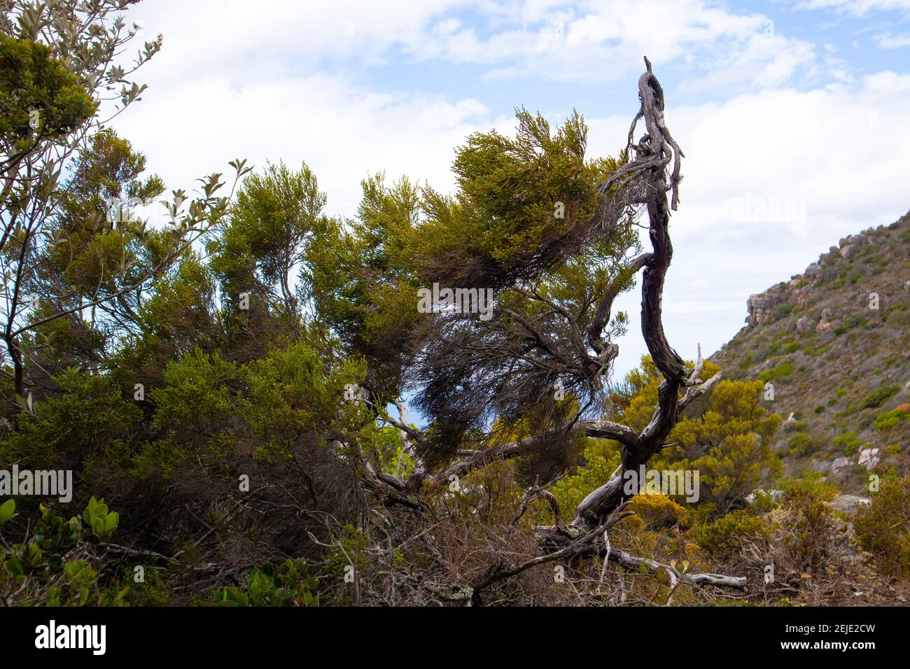 Cape Point- Città del Capo, Sud Africa - 19-02-2021 cespugli vibranti e la vegetazione di Cape Point. Albero e ramo in primo piano. Foto Stock