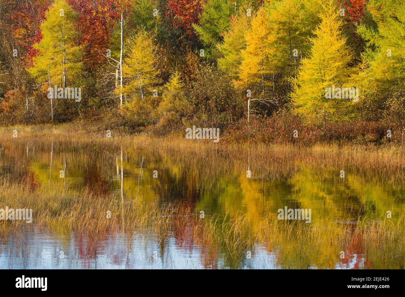 Riflesso di alberi in uno stagno, Alger County, Upper Peninsula, Michigan, Stati Uniti Foto Stock