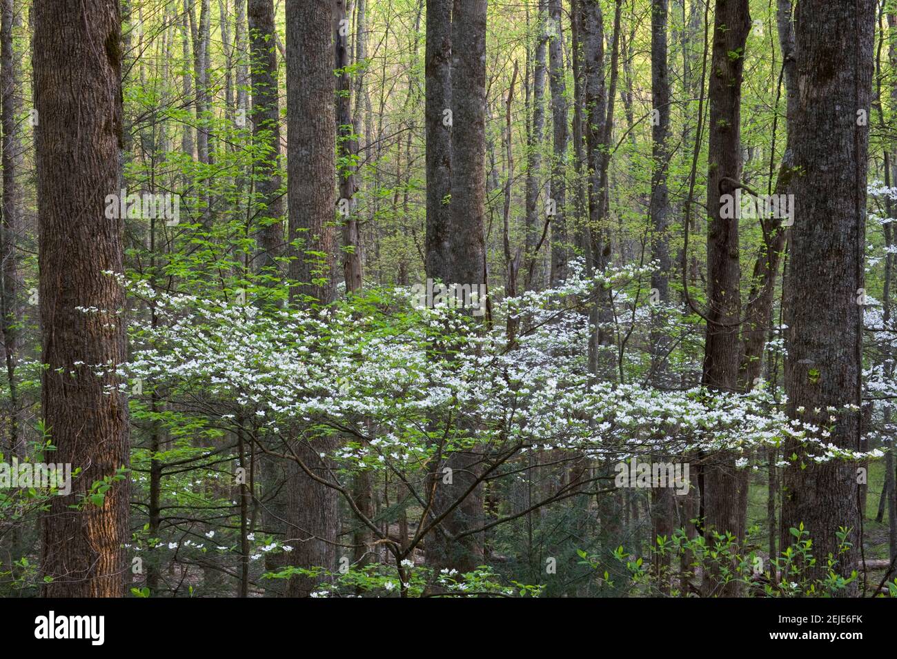 Alberi di Dogwood in una foresta, Little River, Tremont, Great Smoky Mountains National Park, Tennessee, Stati Uniti Foto Stock