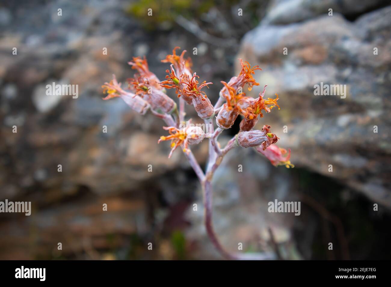 Cape Point- Città del Capo, Sud Africa - 19-02-2021 piante di montagna esteticamente gradevoli e colorate, che germogliano tra le rocce su Cape Point. Foto Stock