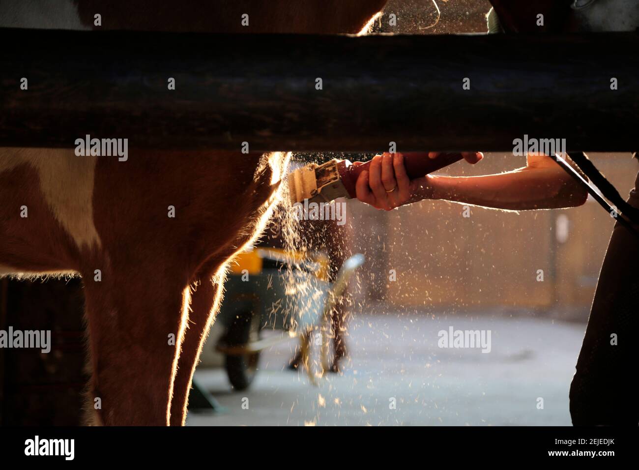 un cavallo viene tagliato contro la luce Foto Stock