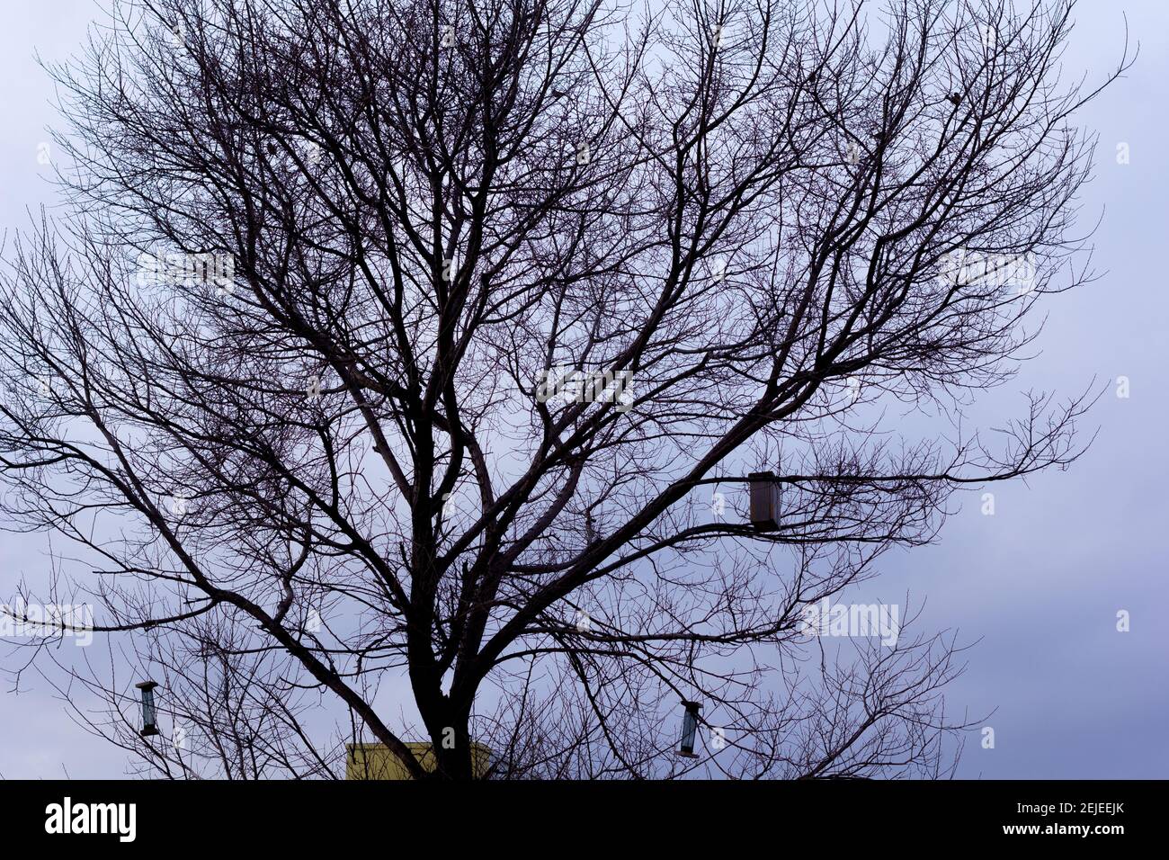 Alimentatori di uccelli. Casa ad albero per gli uccelli, appartamento allegro Foto Stock