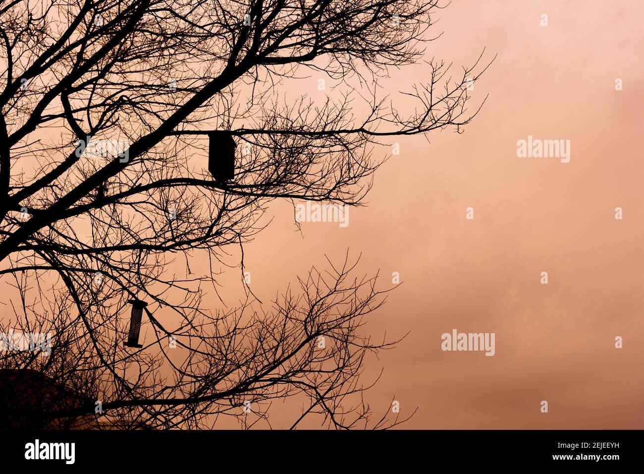 Alimentatori di uccelli. Casa ad albero per gli uccelli, appartamento allegro Foto Stock