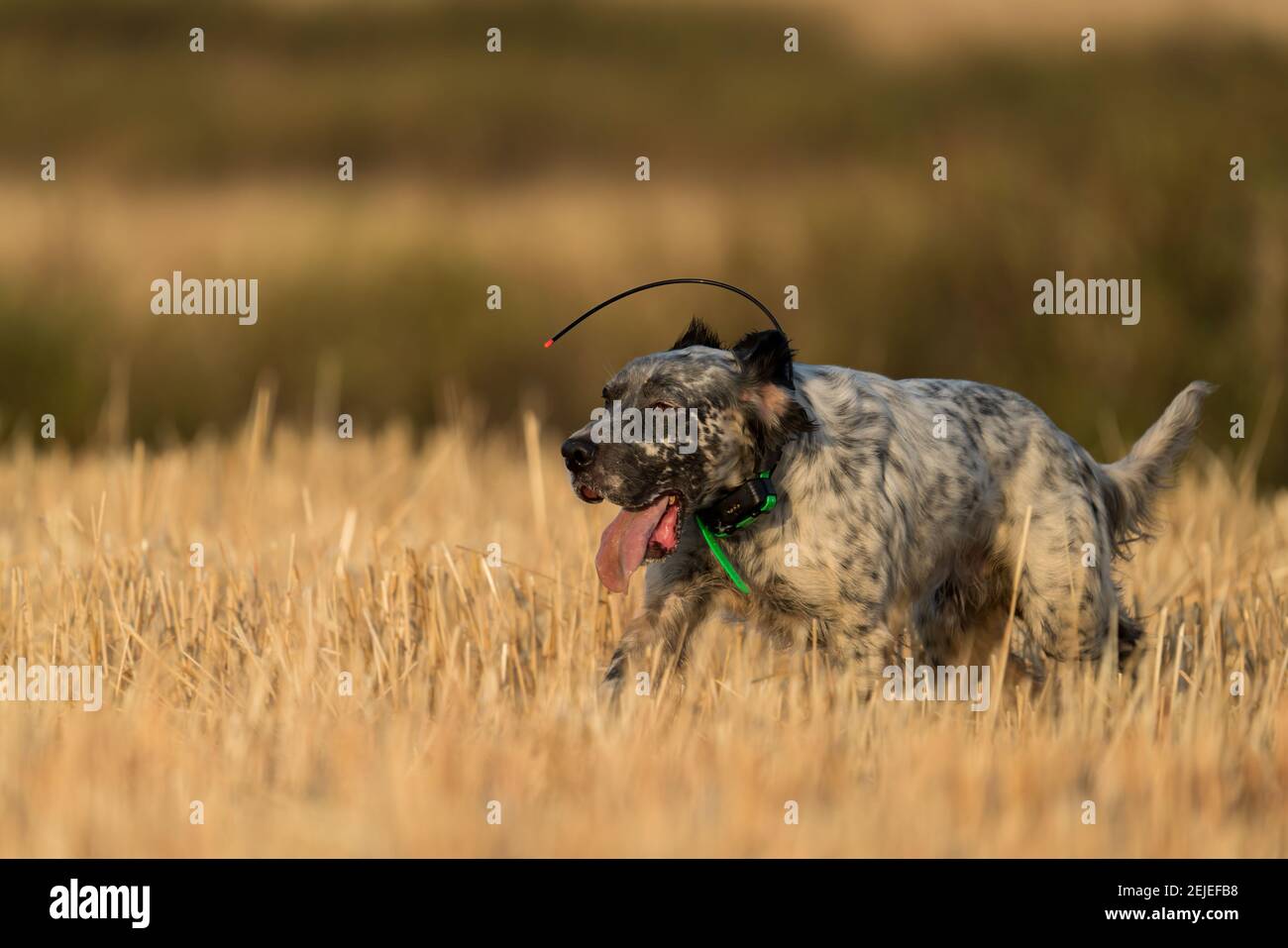 Puntatore cane pedigree in esecuzione sul campo di grano Foto Stock