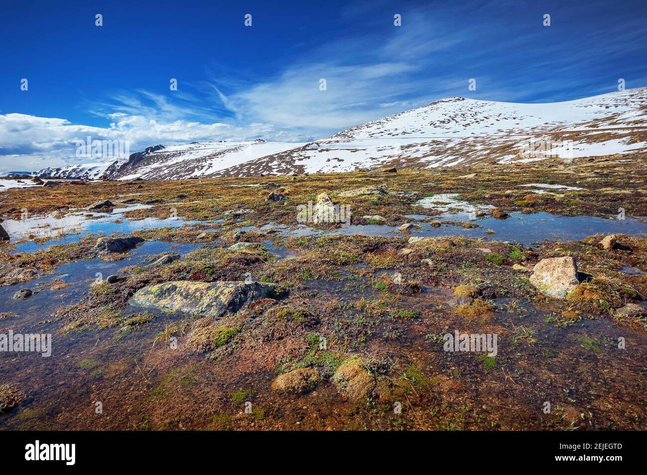 tundra alpina vicino al Forest Canyon Overlook in Rocky Mountains, Colorado, Stati Uniti Foto Stock