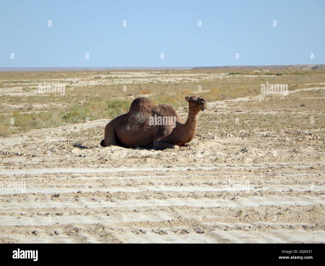 Le menzogne del cammello del dromedario. Kazakistan. Regione di Mangistau. 17 agosto 2019 anno. Foto Stock