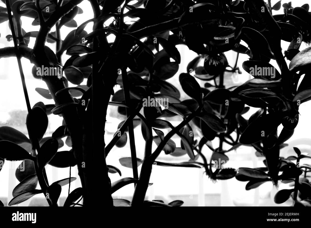 Decorazione della casa. Pianta domestica verde. Foto Stock