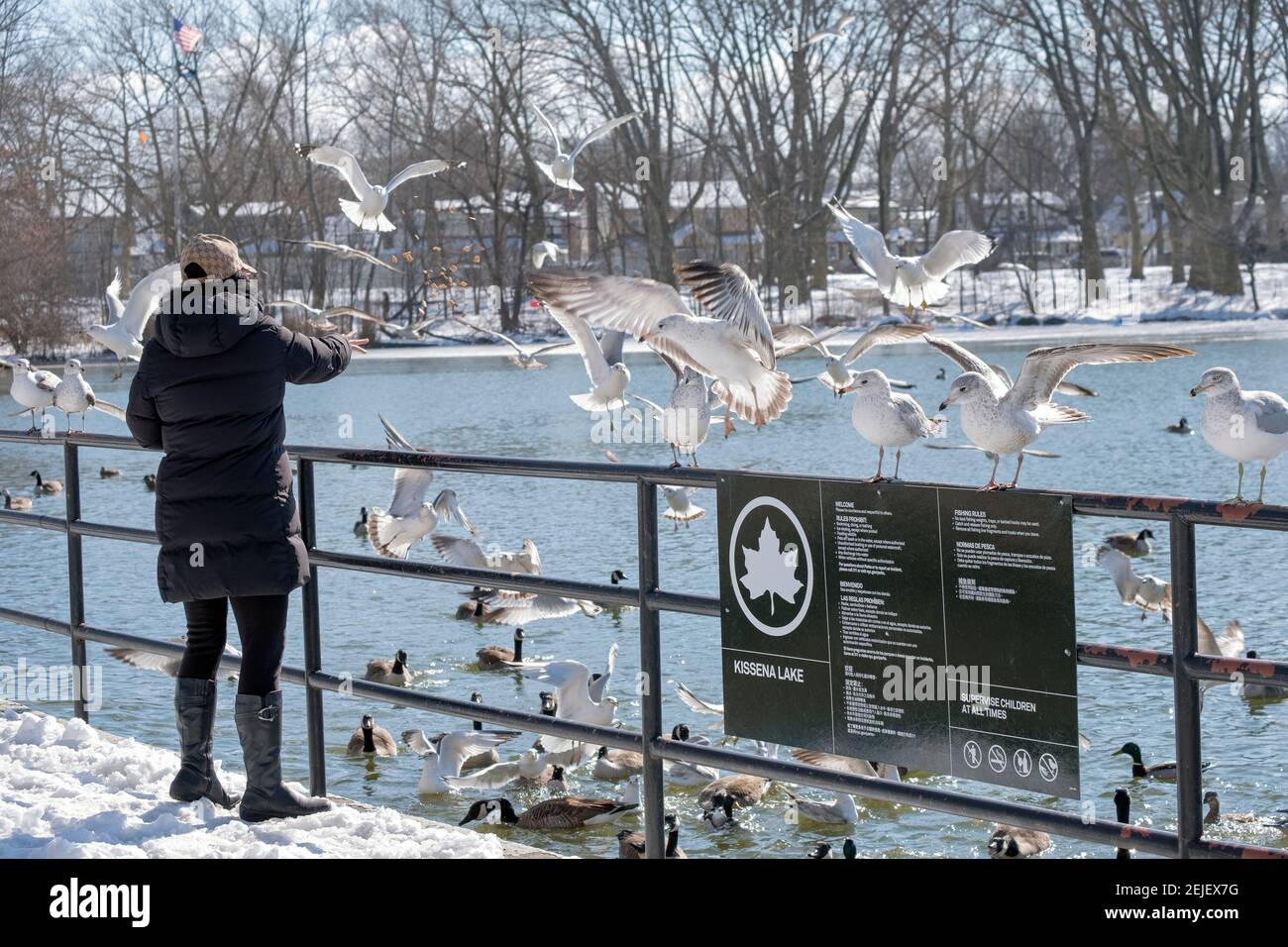 Una donna asiatica americana non identificabile alimenta pezzi di pane a gabbiani di mare e anatre al lago in Kissena Park, Flushing, Queens, New York. Foto Stock