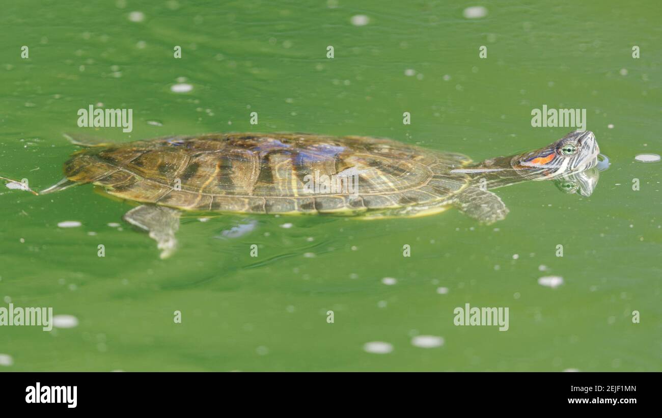 Tartaruga con cursore rosso che nuota in un laghetto con testa sopra l'acqua. Foto Stock