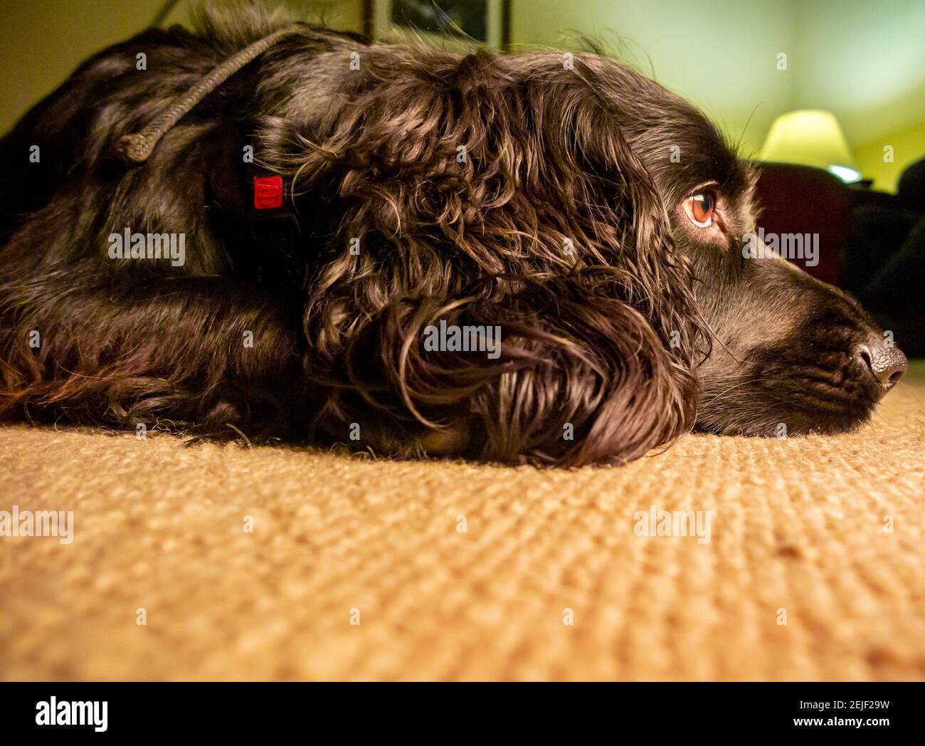 Cocker lavoro spaniel cane con i capelli neri giacente su tappeto in una casa con un'espressione stanca sul viso. Foto Stock